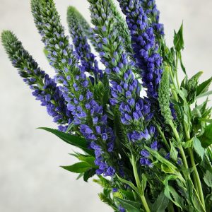 Veronica Purple