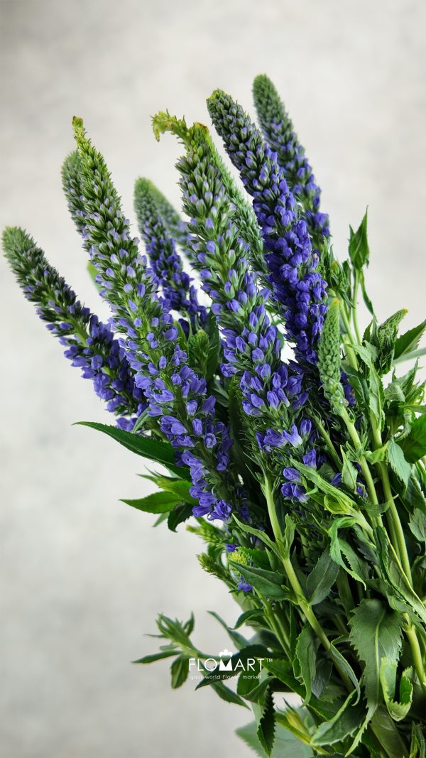 Veronica Purple Veronica Purple