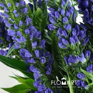 Veronica Purple - Image 2