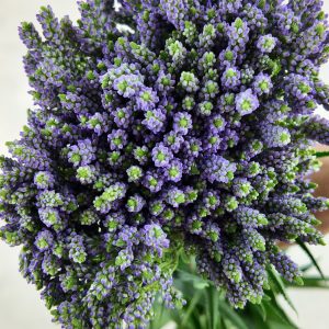 Veronica Spray Lavender