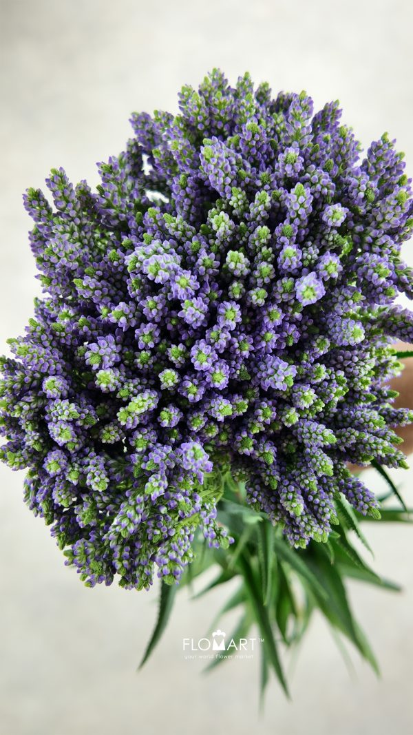 Veronica Spray Lavender