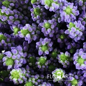 Veronica Spray Lavender - Image 2