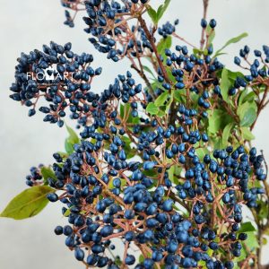 Viburnum Berry