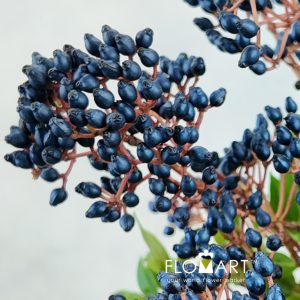 Viburnum Berry - Image 2