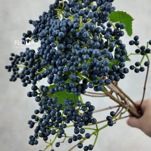 Viburnum Blueberry Hill