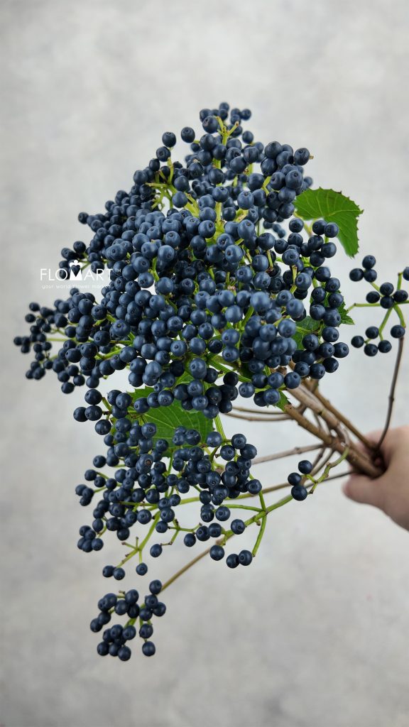Viburnum Blueberry Hill