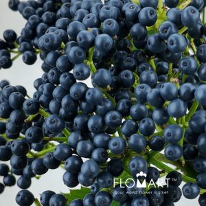 Viburnum Blueberry Hill - Image 2