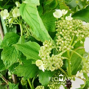 Viburnum Bodnantense White - Image 2