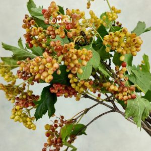 Viburnum Fruit