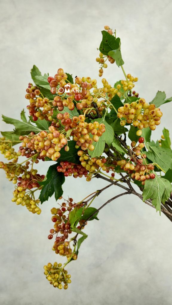 Viburnum Fruit