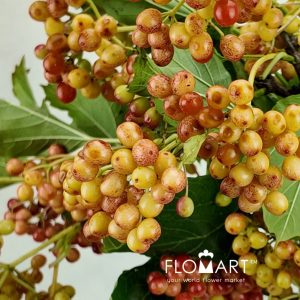 Viburnum Fruit - Image 2