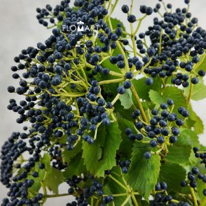 Viburnum Magical Blue