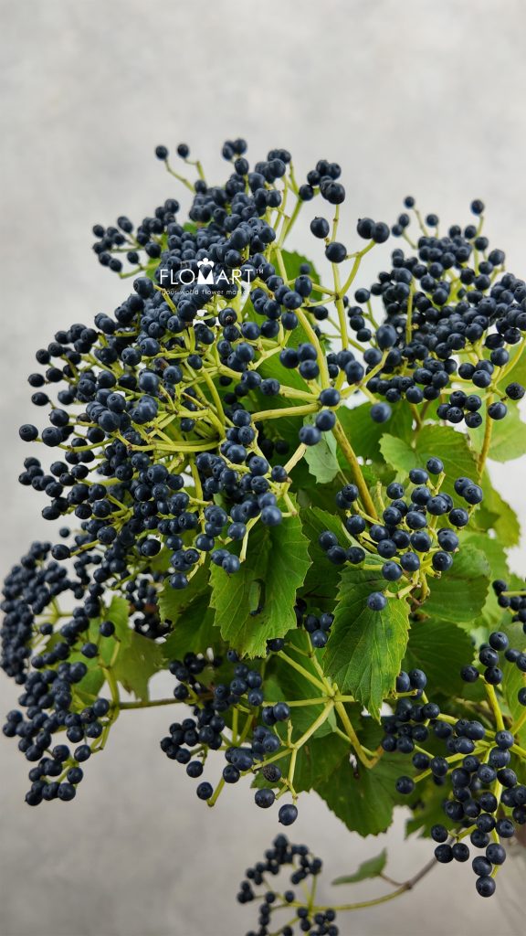 Viburnum Magical Blue