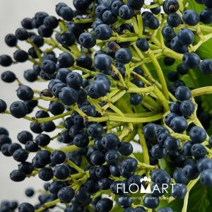 Viburnum Magical Blue - Image 2