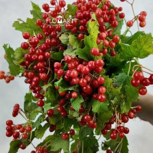 Viburnum Opulus Compactum