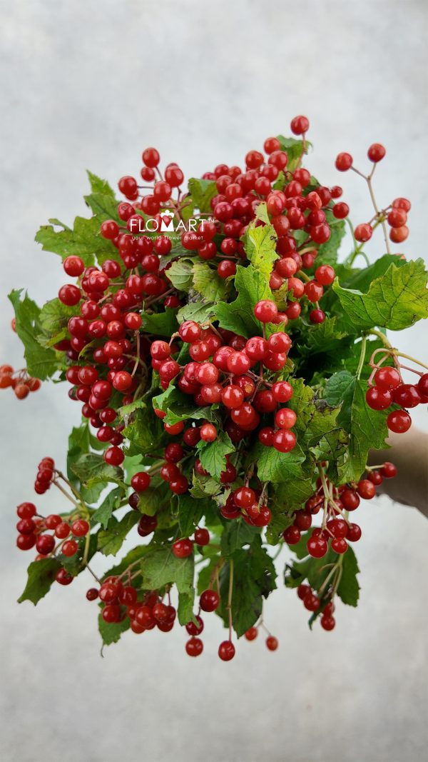 Viburnum Opulus Compactum