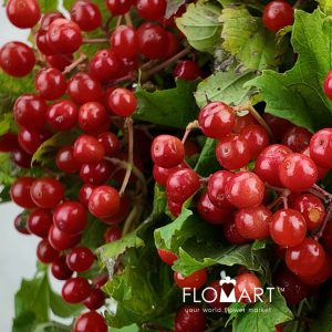Viburnum Opulus Compactum - Image 2