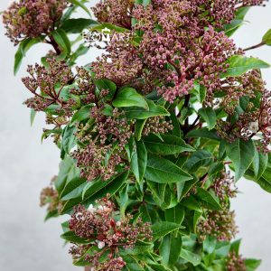 Viburnum Red Spirit