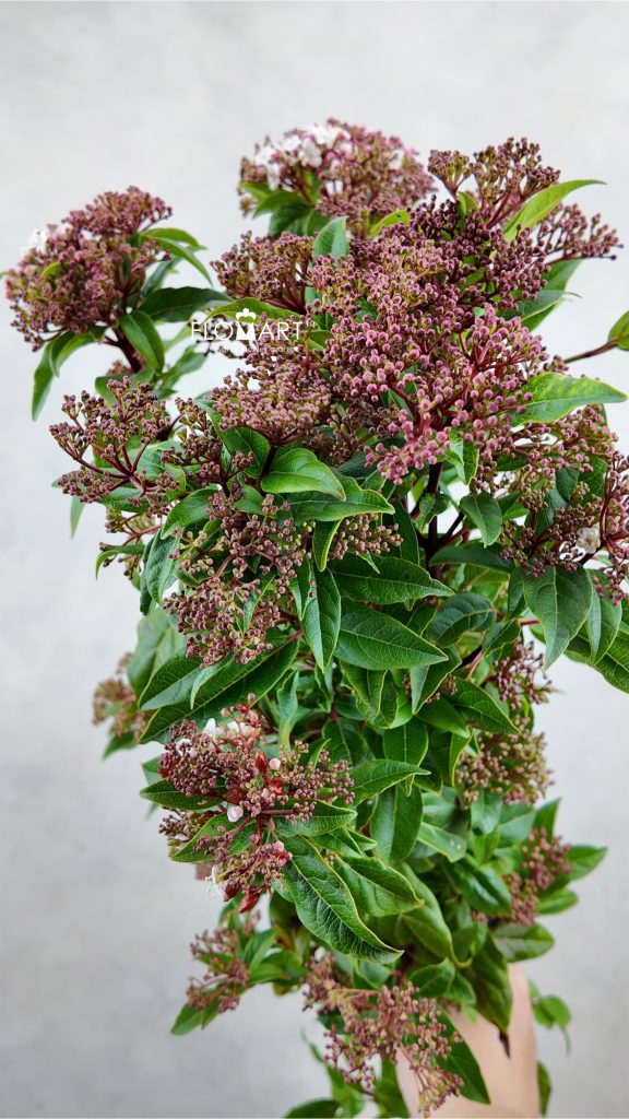 Viburnum Red Spirit