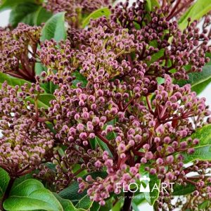 Viburnum Red Spirit - Image 2
