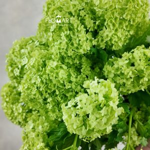 Viburnum Roseum