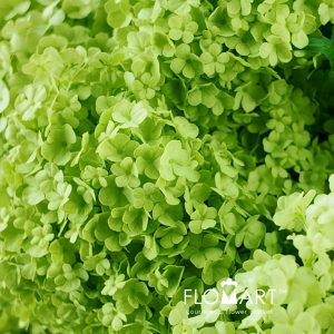 Viburnum Roseum - Image 2