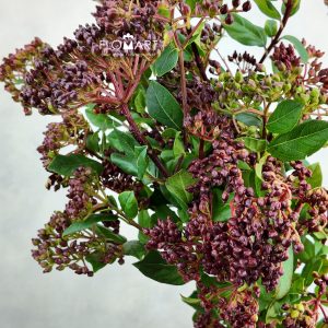 Viburnum Tinus