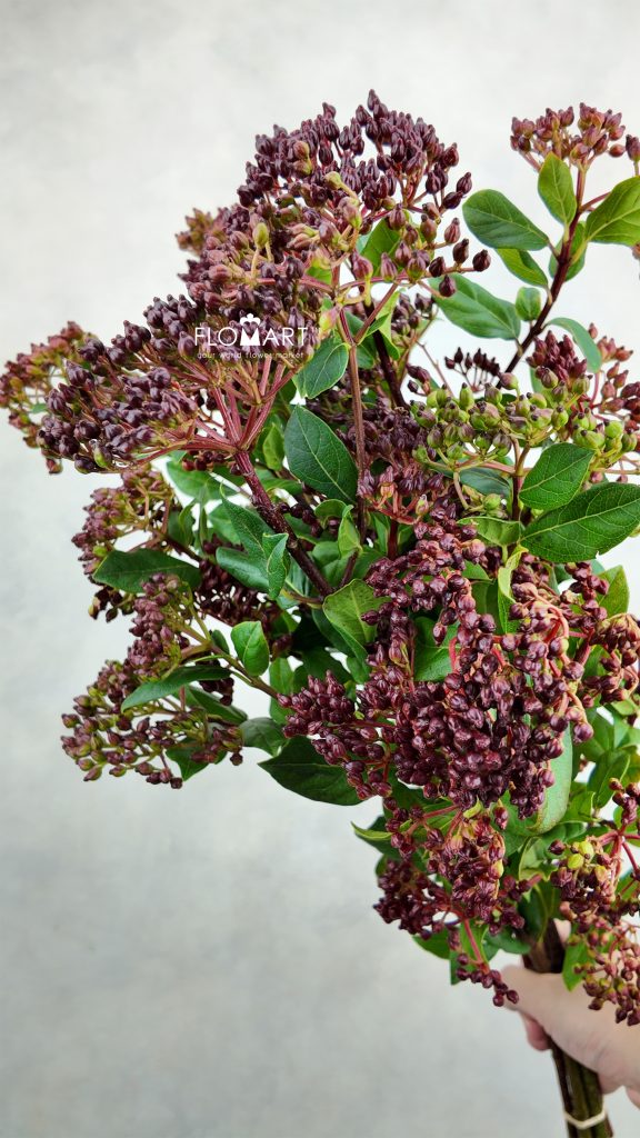 Viburnum Tinus