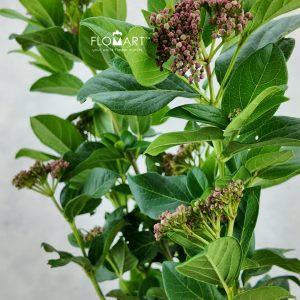 Viburnum Tinus Macrophyllum