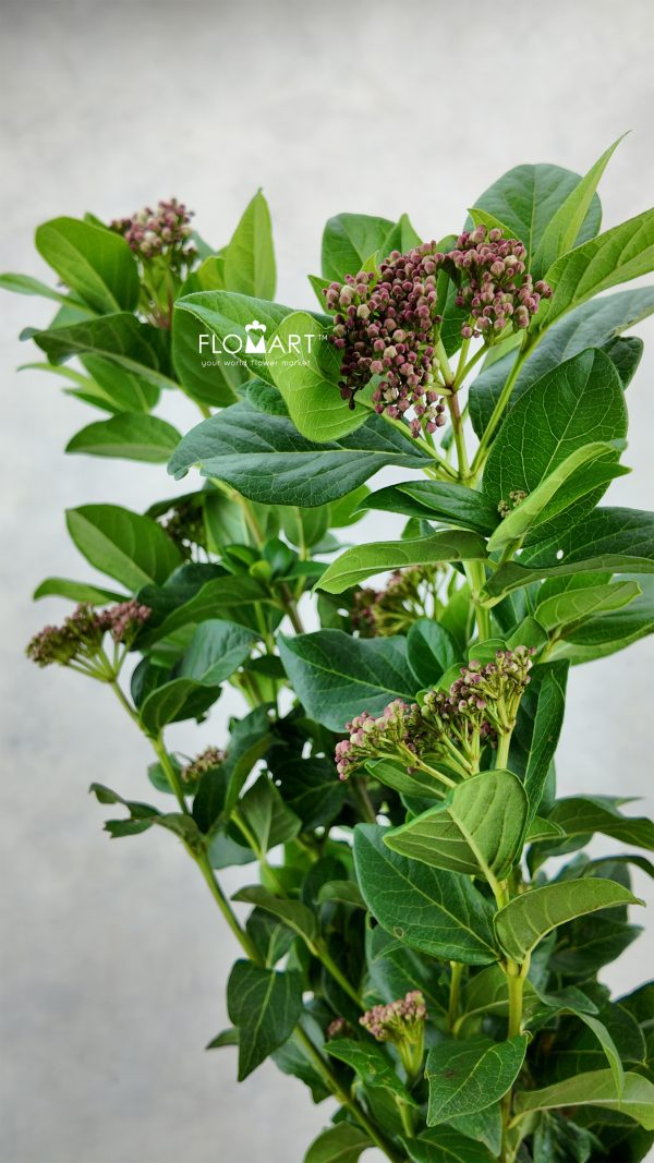 Viburnum Tinus Macrophyllum