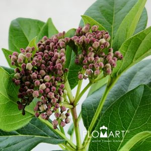 Viburnum Tinus Macrophyllum - Image 2