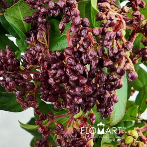 Viburnum Tinus - Image 2