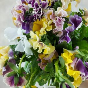 Viola X Wittrockiana Carmen