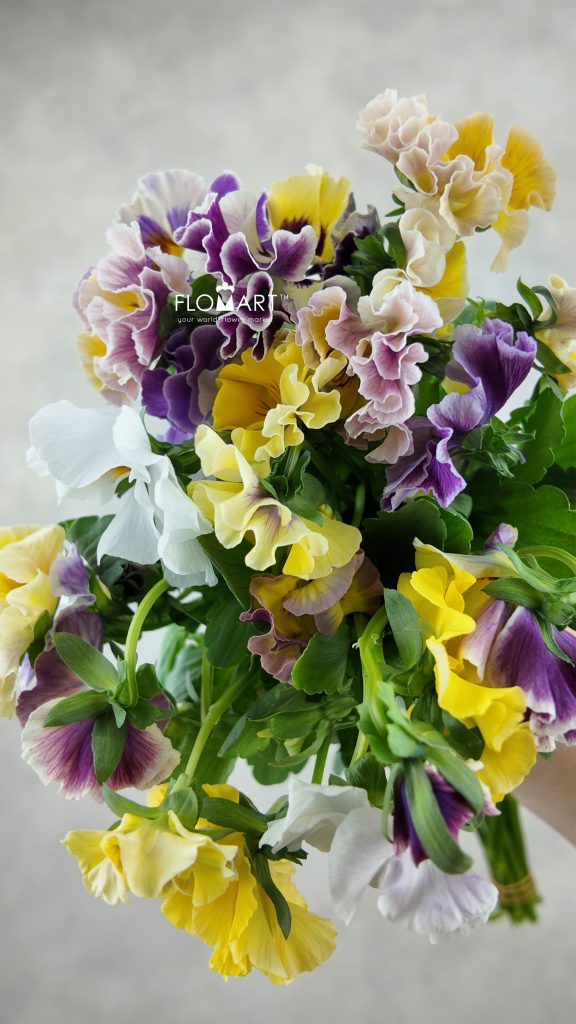 Viola X Wittrockiana Carmen