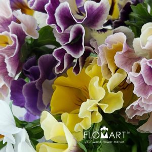 Viola X Wittrockiana Carmen - Image 2