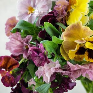 Viola X Wittrockiana Chianti
