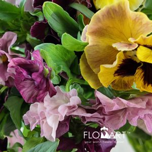 Viola X Wittrockiana Chianti - Image 2