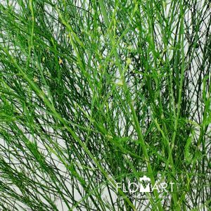 Virgatus - Image 2