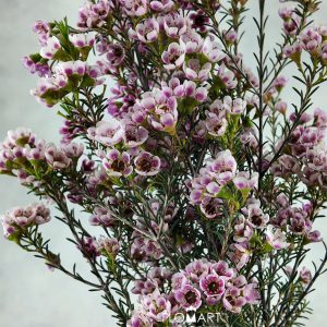 Waxflower Adi