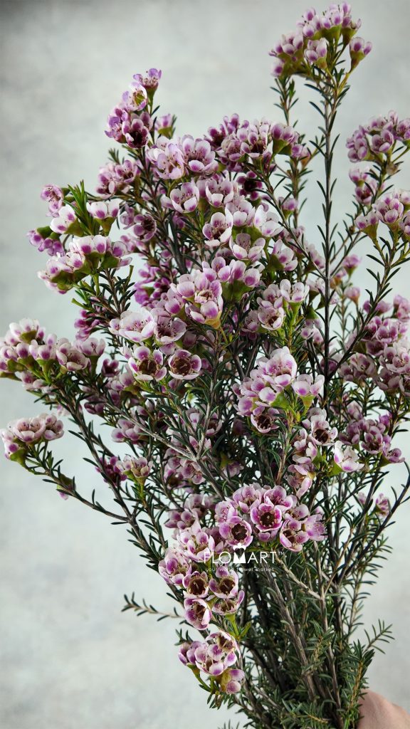 Waxflower Adi
