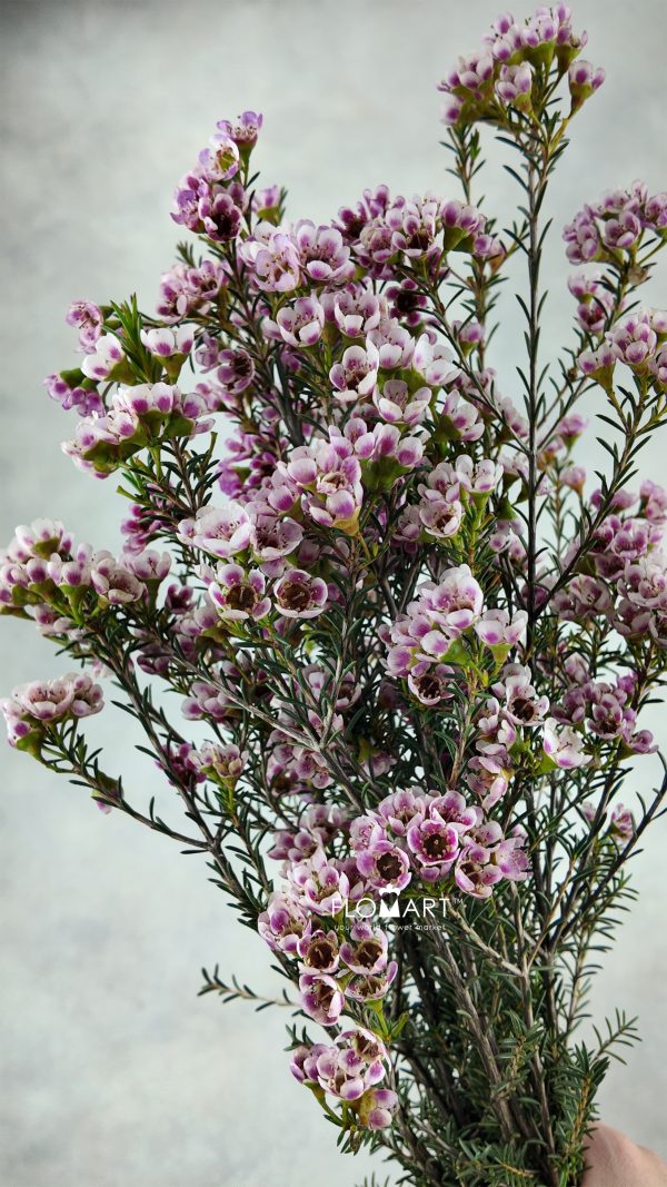 Waxflower Adi