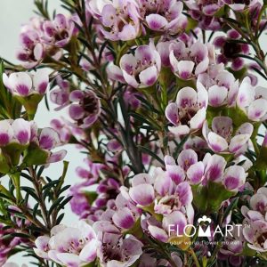 Waxflower Adi - Image 2