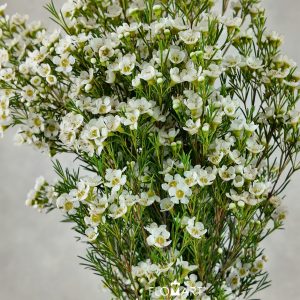 Waxflower Arbel