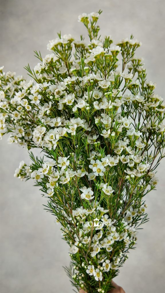 Waxflower Arbel