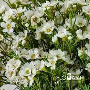 Waxflower Arbel - Image 2