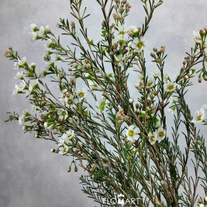Waxflower Carlys White