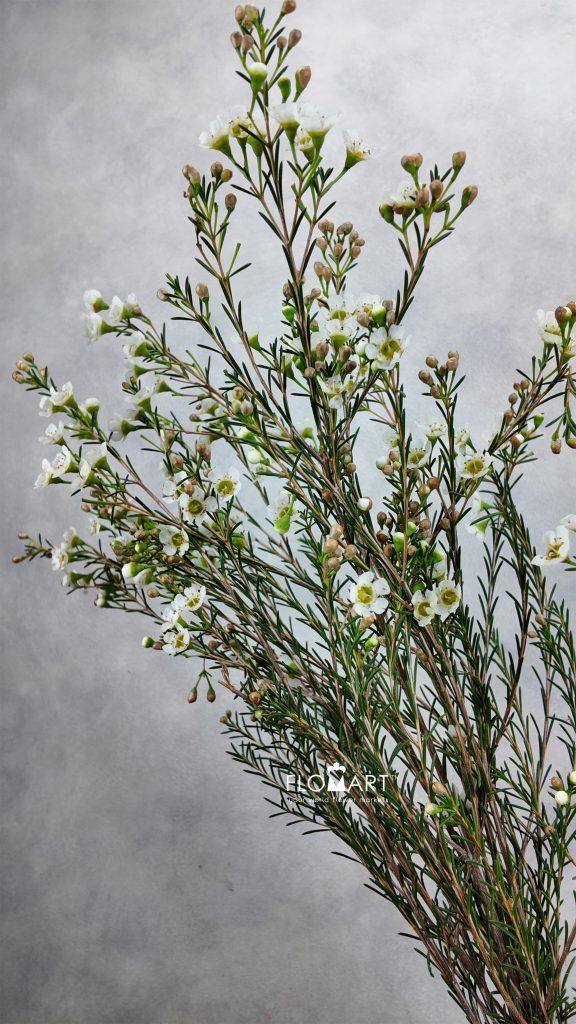 Waxflower Carlys White