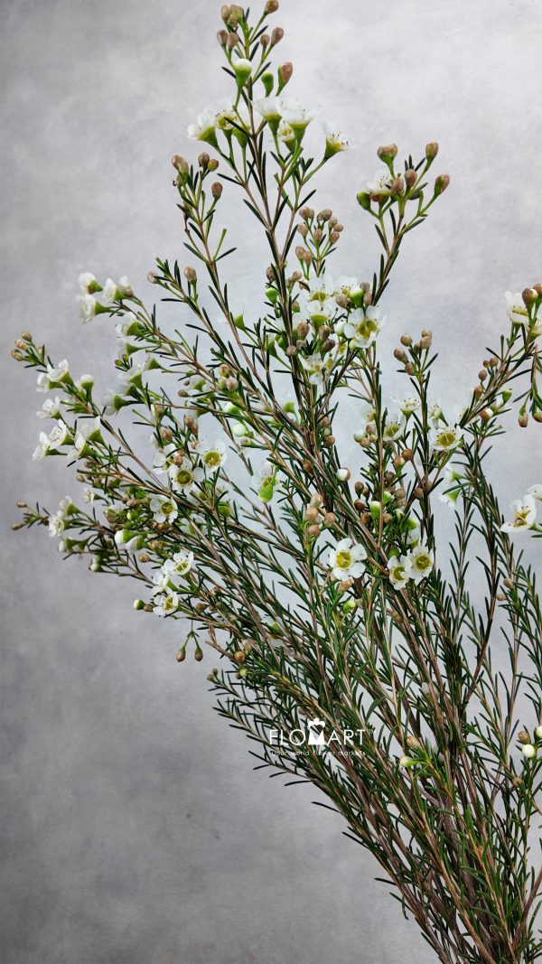 Waxflower Carlys White