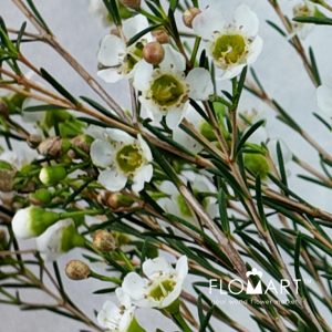 Waxflower Carlys White - Image 2