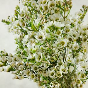 Waxflower Crystal Pearl